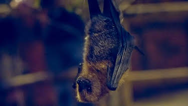 1:35 PM: Go Wild (S2) | Cbeebies | 2/1 2026