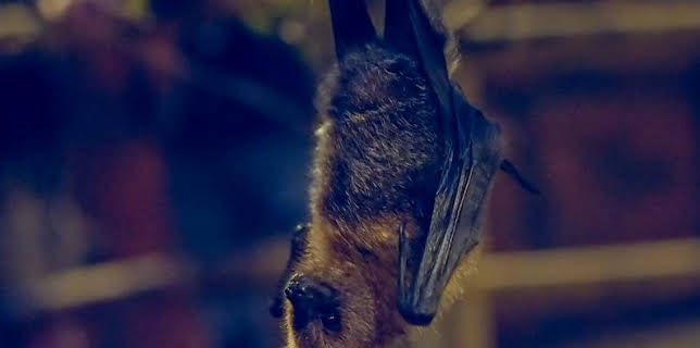 12:35 PM: Go Wild (S2) | Cbeebies | 2/1 2026