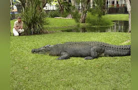 Wild Times: Our Old Friend the Crocodile