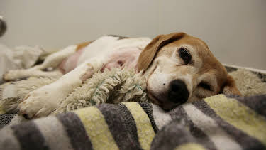 7:00 PM: The Supervet: Noel Fitzpatrick (S6 E9) (S6) | W | 12/21 2025