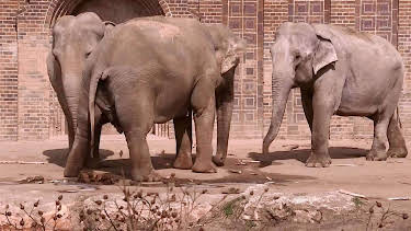 10:35: Elefant, Tiger & Co. | MDR Fernsehen | 4/16 2026