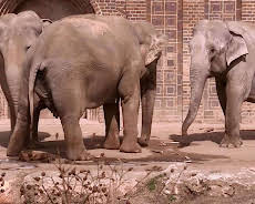 Elefant, Tiger & Co.