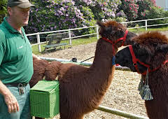 Leopard, Seebär & Co.