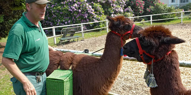 11:40: Leopard, Seebär & Co. | Radio Bremen | 12/17 2025