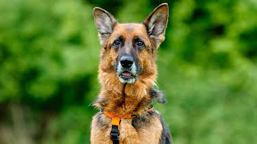 18:00: Tiere suchen ein Zuhause | WDR Fernsehen | 5/10 2026