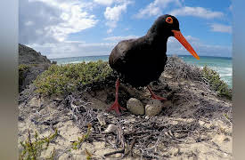 Coastal Africa: Sweeping Shores