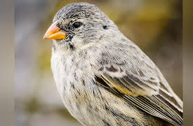 What Darwin Didn't Know: The Modern Science of Evolution: Gene Flow versus Natural Selection