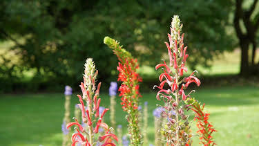 15:30: Schnittgut. Alles aus dem Garten | BR Fernsehen | 5/18 2026
