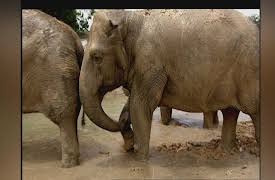 Crocodile Hunter Diaries: Future Footprints