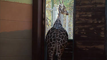 13:25: Elefant, Tiger & Co. (283) | MDR Fernsehen | 3/30 2026