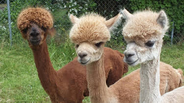 13:50: Giraffe, Erdmännchen & Co. (69) | WDR Fernsehen | 4/23 2026