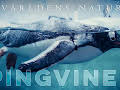 Världens natur: Pingviner