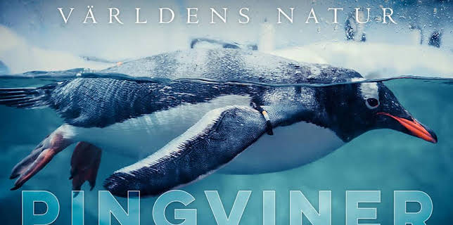 21:00: Världens natur: Pingviner | Kunskapskanalen | 1/31 2026