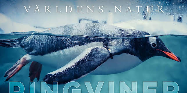 Världens natur: Pingviner