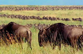 Wild Africa: Savannah