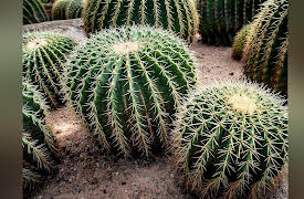 The Botanist's Eye: Identifying the Plants around You: Pink Eudicots: Pinks, Cacti, and Relatives