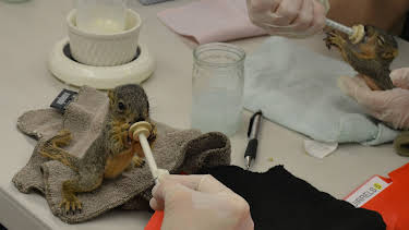 11:15: Animal Cops Houston (S19 E1) (S19) | Animal Planet | 4/8 2026