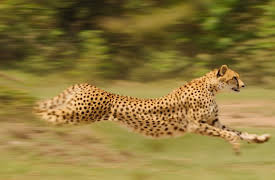 Born to be Wild: The Cheetah Cubs