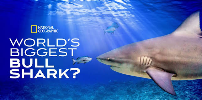 World's Biggest Bullshark (2021)