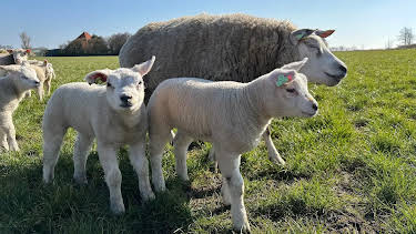17:15: Nordseereport - Frühling auf Texel | NDR Fernsehen | 4/11 2026