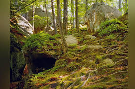 The Great Tours: Iceland: The Plants of Iceland