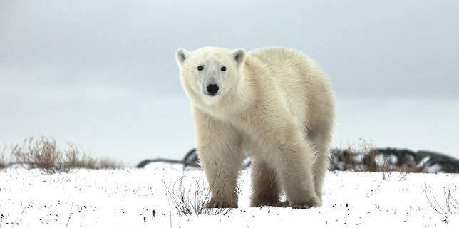 7:00 PM: Operation Arctic with Simon Reeve (S1 E1) (S1) | Yesterday | 3/26 2026