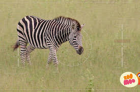 Lost!: Flash And The Lions