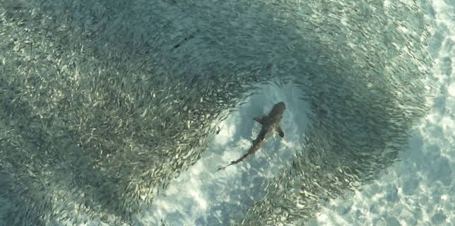 21:00: Logik der Vielen – Das Prinzip Schwarm | 3SAT | 3/11 2026