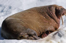 World of the Wild: Arctic