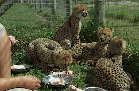 Cheetah Diaries: Moving On Up