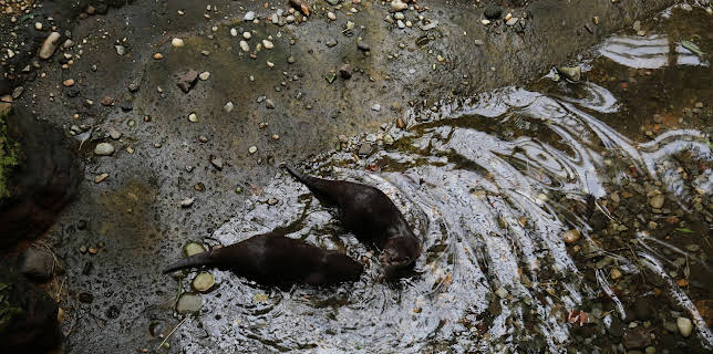 06:50: The Zoo (S3 E3) (S3) | Animal Planet | 1/9 2026