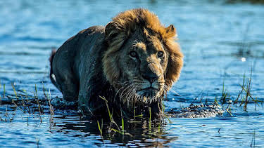 04:30: Documental El Okavango. El Rio De Los Sueños | LA 2 | 10/23 2026