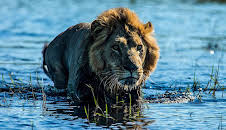 Documental  El Okavango. El Rio De Los Sueños