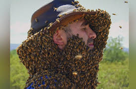 Coyote Peterson: Brave the Wild Season 1: Swarmed by Killer Bees