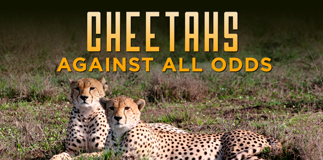 Cheetahs Against All Odds (2009)