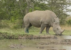 Hamza Loves Animals: Africa