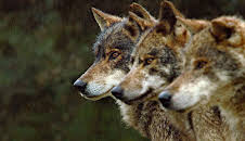 Portugal - Europas wilder Westen