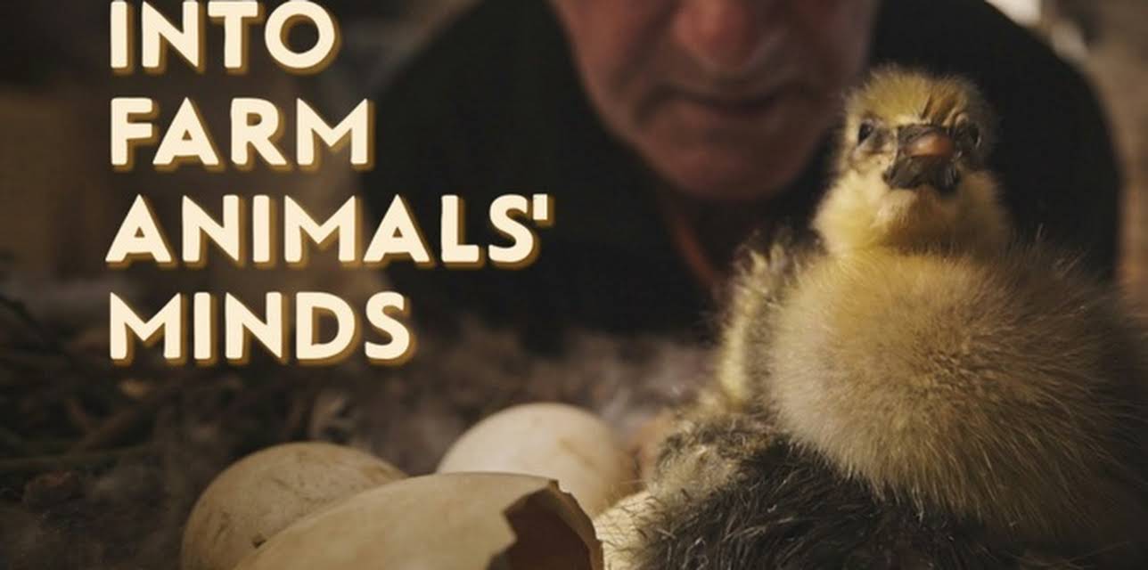 Into Farm Animal's Minds
