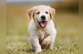 Zoology: Understanding the Animal World: Carnivore Mammals: Feline, Canine, and Ursine