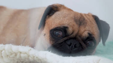 4:00 PM: The Supervet: Noel Fitzpatrick (S4 E15) (S4) | W | 7/19 2026