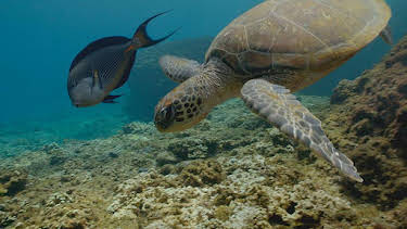 16:20: Grandes Documentales El Mar Arabigo | LA 2 | 8/12 2026