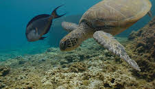 Documental El Mar Arabigo