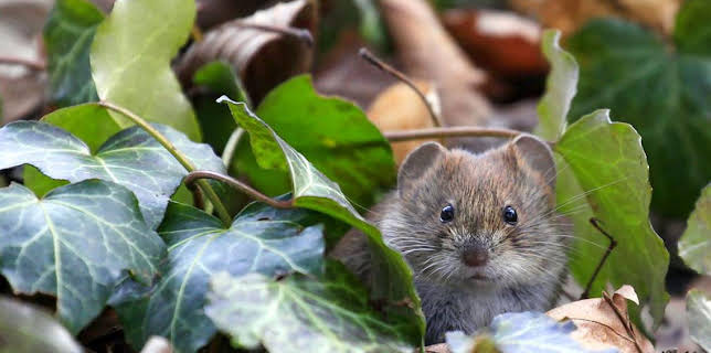 7:00 PM: The Wild Gardener (S1 E1) (S1) | BBC Two | 2/27 2026