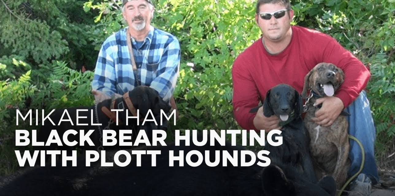 Mikael Tham: Black Bear Hunting with Plott Hounds