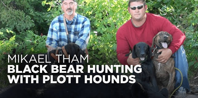 Mikael Tham: Black Bear Hunting with Plott Hounds
