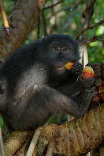 00:30: La belleza de las Islas Nicobar | Nat Geo Wild | 3/20 2026