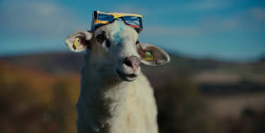 01:05: SHEEP | ZDF | 8/25 2026
