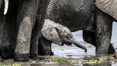 3:50 PM: Earth's Great Rivers (S1) | BBC Two | 4/4 2026