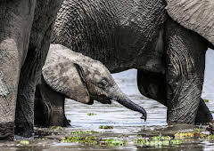 Earth's Great Rivers