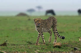 The Secret Lives Of Big Cats: The Secret Lives Of Cheetahs